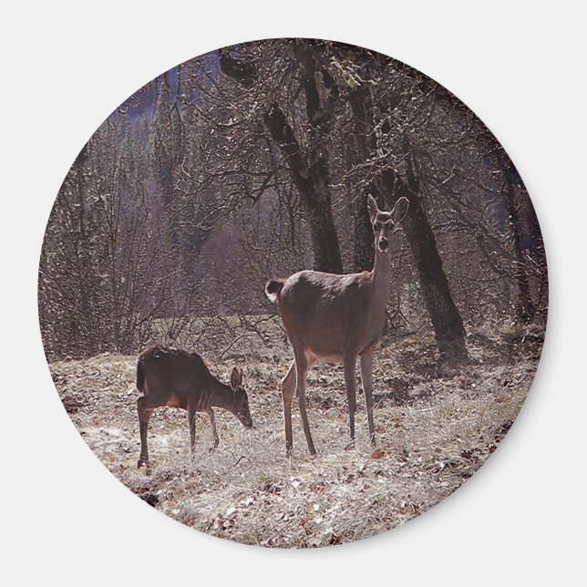 Imã Doe e fawn.... (Frente)