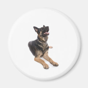 Imã dog - german shepherd