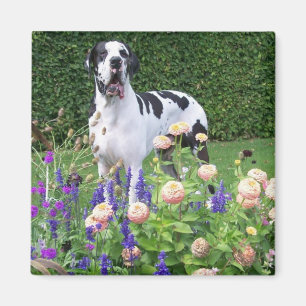 Imã Dogge alemão, Great Dane, Cães, Dogue Allemand