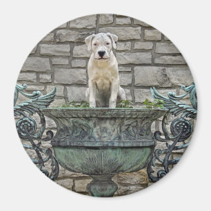 Imã Dogo Argentino Puppy Royal