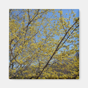Imã Dogwood da cereja de cornalina e céu azul florais