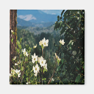 Imã Dogwood está sangrando....