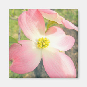 Imã Dogwood Rosa