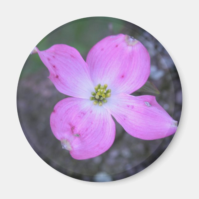 Imã Dogwood Rosa (Frente)