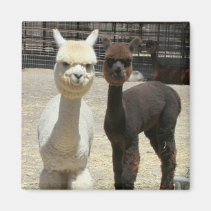 Imã Dois Alpacas Cute