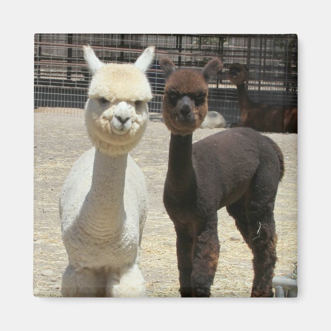 Imã Dois Alpacas de Cute (Frente)
