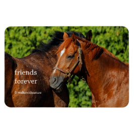 Ímã Dois Belos Cavalos de Castanheiro no Sol