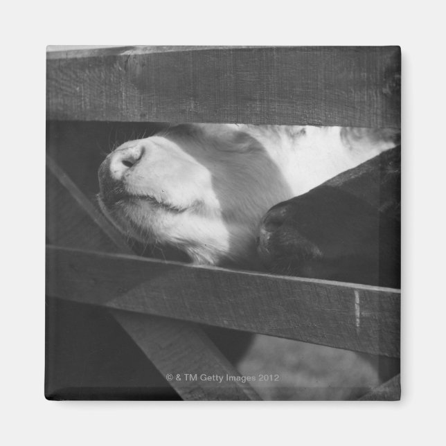 Imã Dois bezerros tocando os narizes através do fosso  (Frente)