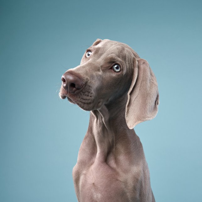 Imã dois cachorros sentados ao lado do fogo na florest (Criador carregado)