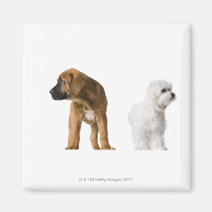 Imã Dois cães