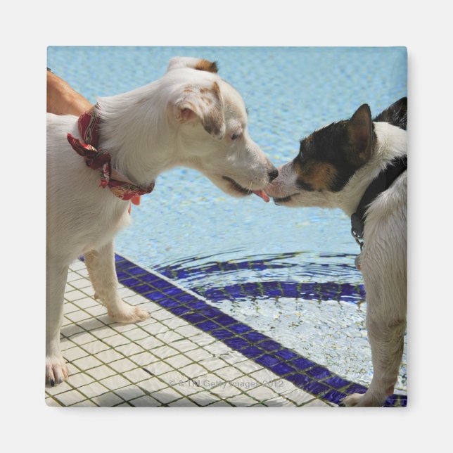 Imã Dois cães beijando no poolside (Frente)