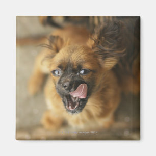 Imã Dois cães de Pekingese