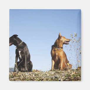 Imã Dois cães novos que olham em sentidos opostos