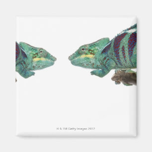 Imã Dois camaleões da pantera Nosy sejam (Furcifer)