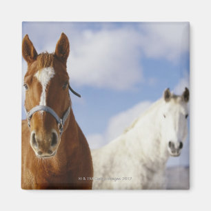 Imã Dois cavalos