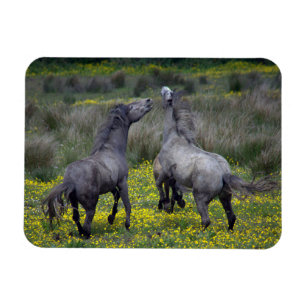 Ímã Dois Cavalos Buck e Play