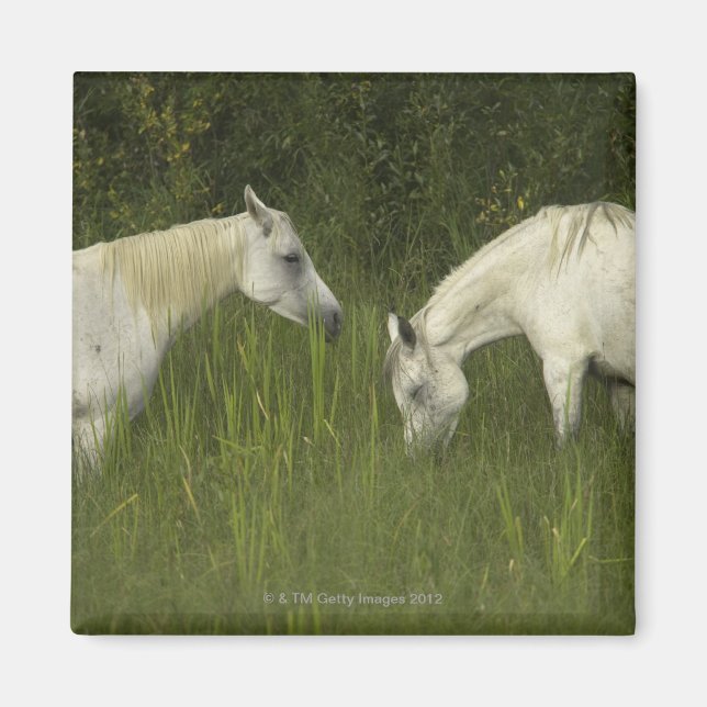 Imã Dois cavalos comendo grama (Frente)