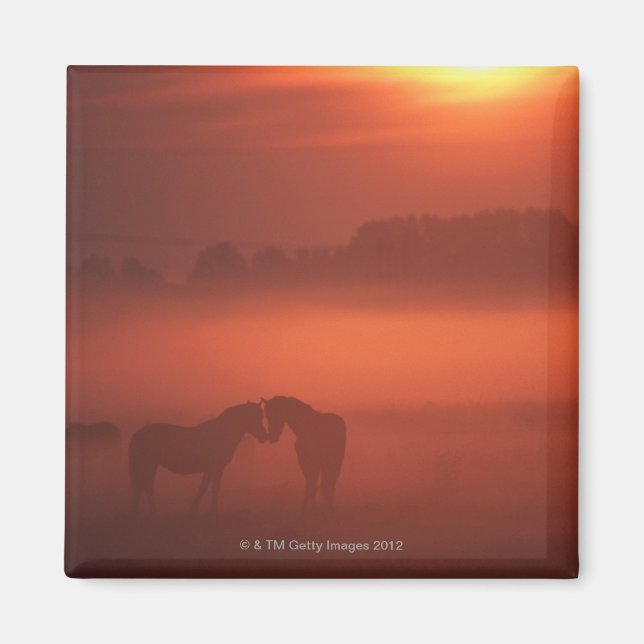 Imã Dois cavalos no pôr do sol (Frente)