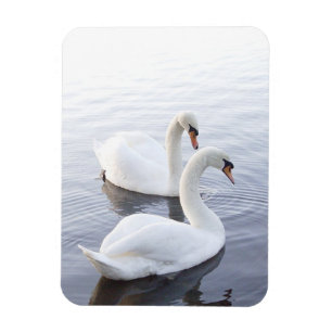 Ímã Dois cisnes nadando em lago tranquilo
