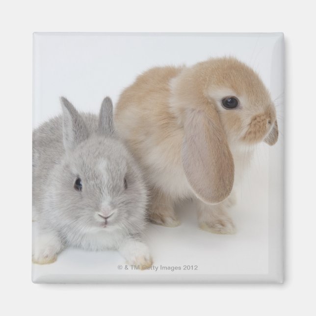 Imã Dois coelhos. Holanda Anã e Holland Lop. (Frente)