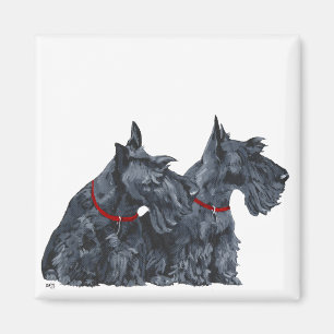 Imã Dois curiosos terriers escoceses