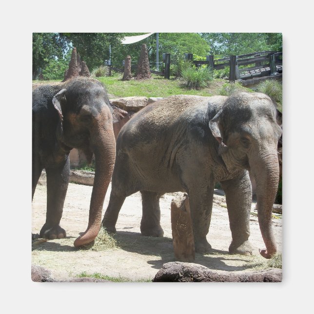 Imã Dois Elefantes (Frente)