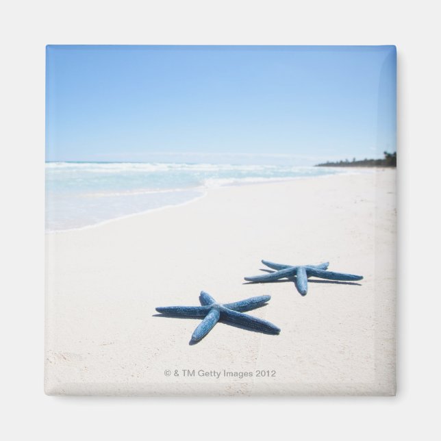 Imã Dois estrelas-do-mar azuis no limite da água no tr (Frente)
