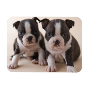 Ímã Dois filhotes de cachorro de Boston Terrier
