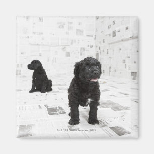 Imã Dois filhotes de cachorro portugueses do cão de