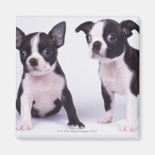 Imã Dois filhotes de cachorro preto e branco
