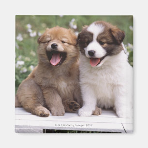 Imã Dois filhotes de cachorro que sentam-se junto