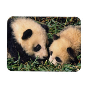 Ímã Dois filhotes de panda no arbusto de bambu, Wolong