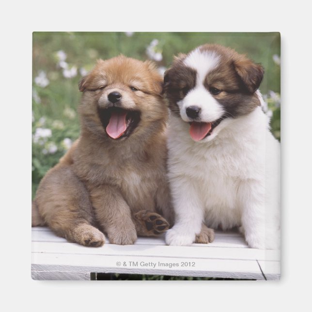 Imã Dois filhotes sentados juntos (Frente)