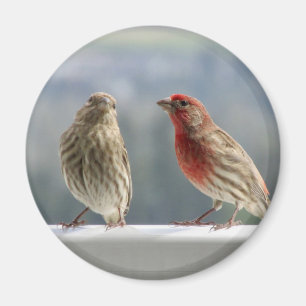 Imã Dois Finches Flertando.