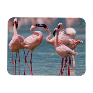 Ímã Dois Flamingos Menores Machos (Phoenicopterus Mino