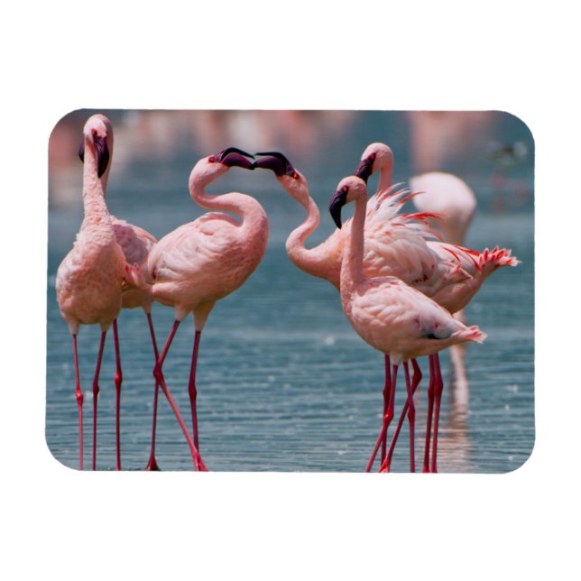 Ímã Dois Flamingos Menores Machos (Phoenicopterus Mino (Horizontal)