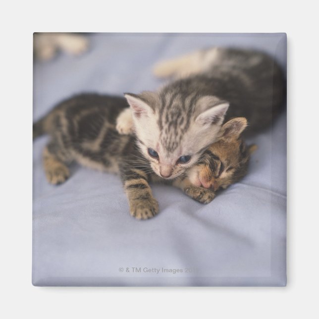 Imã Dois gatinhos (Frente)