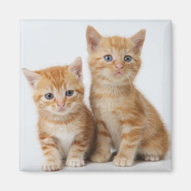 Imã Dois gatinhos adoráveis (Frente)