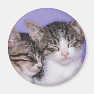Imã Dois gatinhos bonitos que Napping