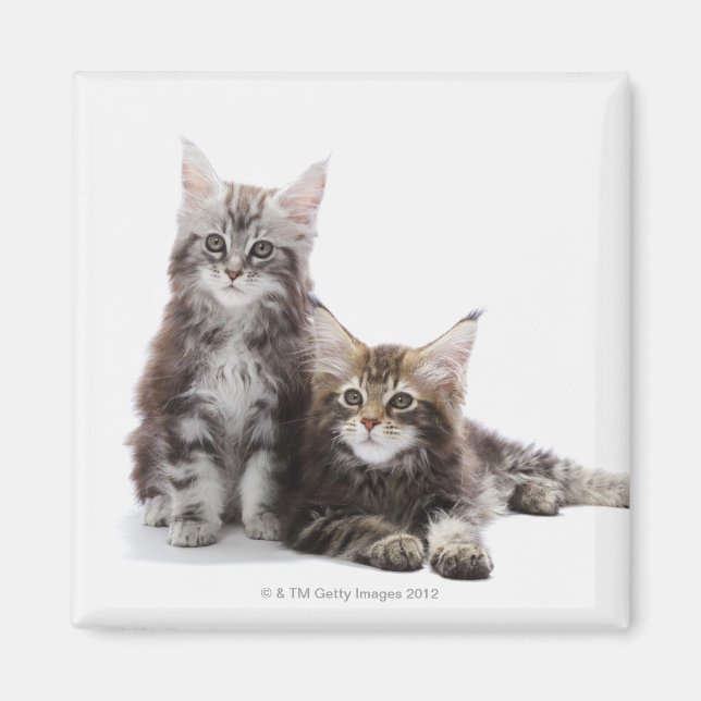 Imã Dois gatinhos de casulo Maine (Frente)