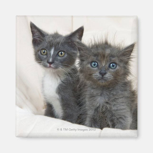 Imã Dois gatinhos de mesa (Frente)