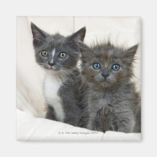 Imã Dois gatinhos do gato malhado