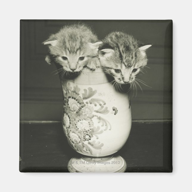 Imã Dois gatinhos escondidos no vaso, (B&W) (Frente)