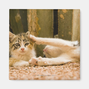 Imã Dois gatinhos, Marrocos
