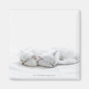 Imã Dois gatinhos persas