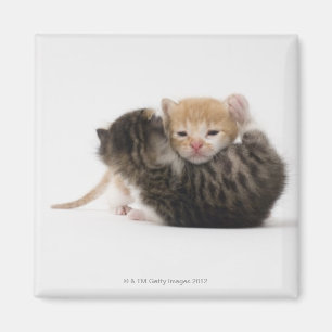 Imã Dois gatinhos que afagam no fundo branco