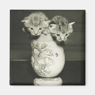 Imã Dois gatinhos que escondem no vaso, (B&W)