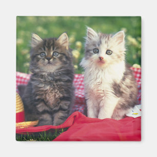Imã Dois gatinhos que sentam-se em uma cobertura