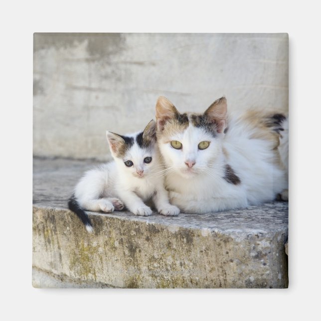 Imã Dois gatos em passos de pedra (Frente)