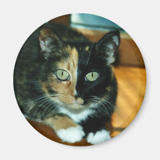 Imã Dois Gatos Rostos